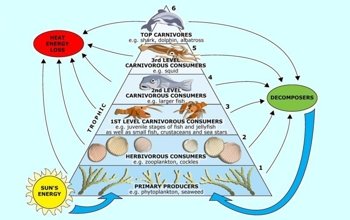 Contoh Piramida Makanan Ekosistem Air