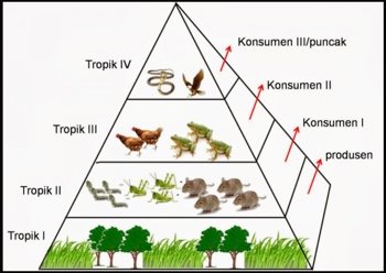 Contoh Gambar Piramida Makanan Ekosistem Darat