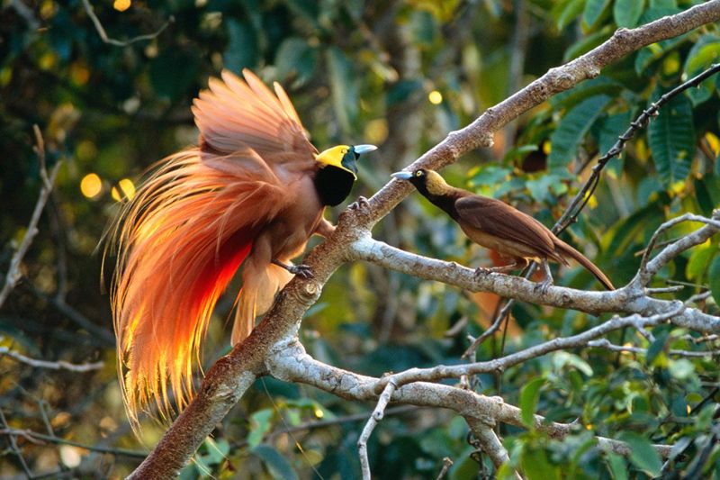 Persebaran Flora dan Fauna di Indonesia